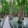 4 wonderful swamp hikes in Mississippi