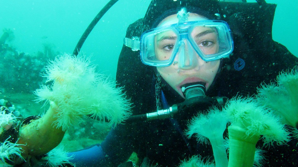 scuba diver with mask and regulator peering at undersea life on a reef