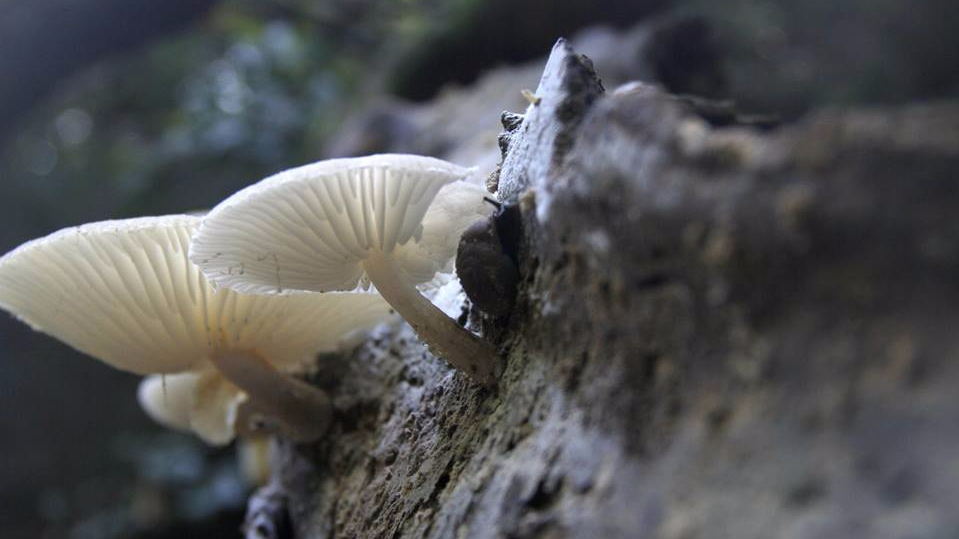 mushroom and snail